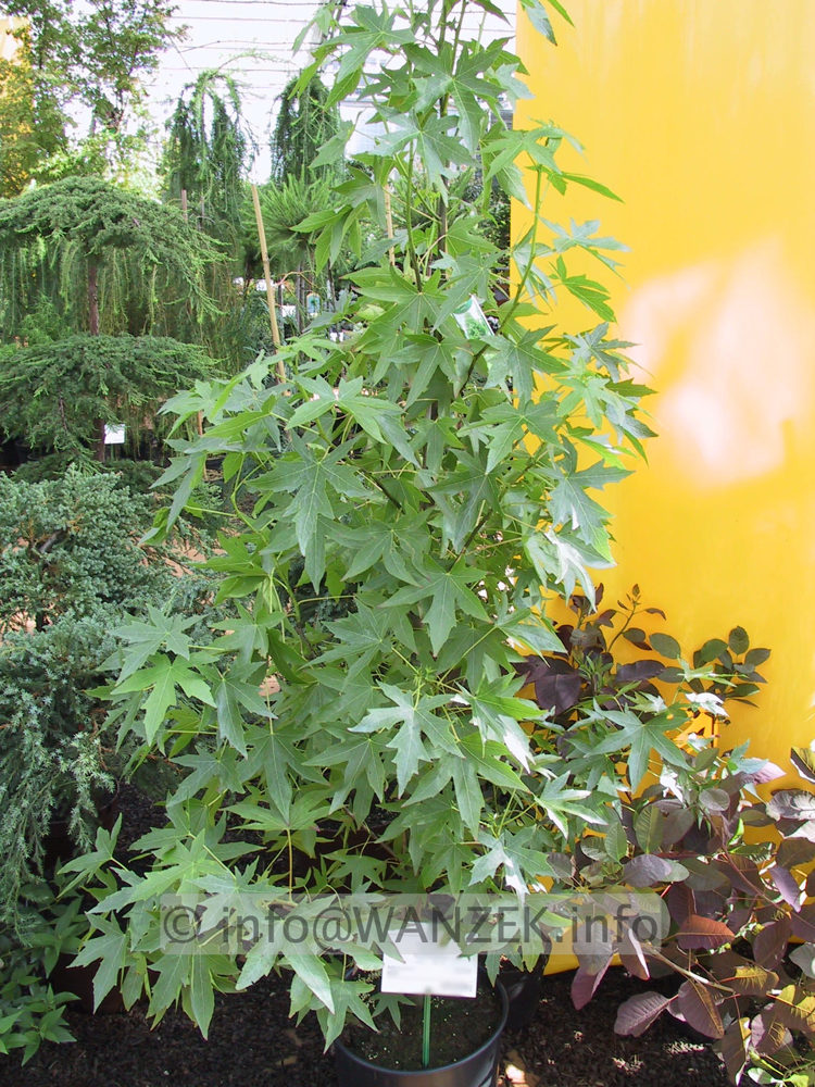 Liquidambar styraciflua Worplesdon im Sommer.JPG